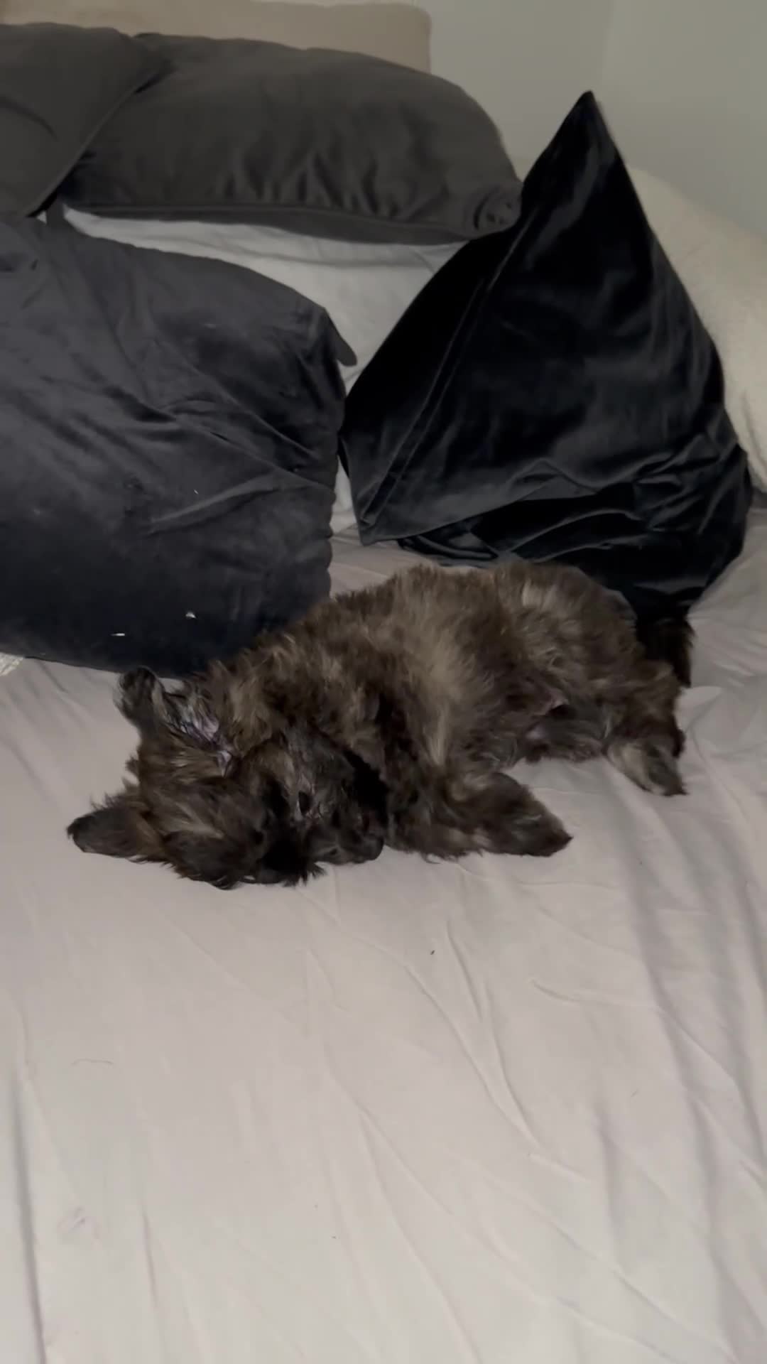 Mixed Breed dogs for sale: Puppies looking for a loving family  - Video 1