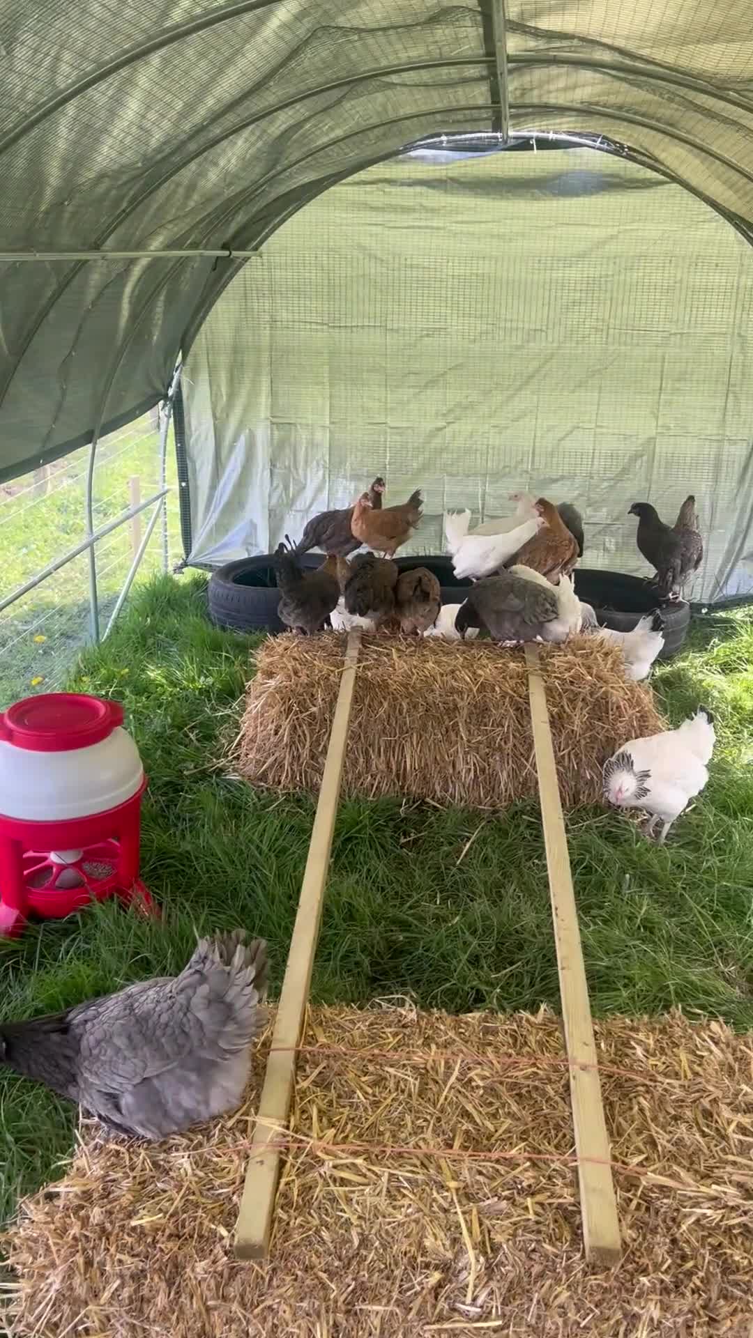 Chickens poultry for sale: Hybrid Point of Lay Pullets (Hens) in Wigan - Video 1