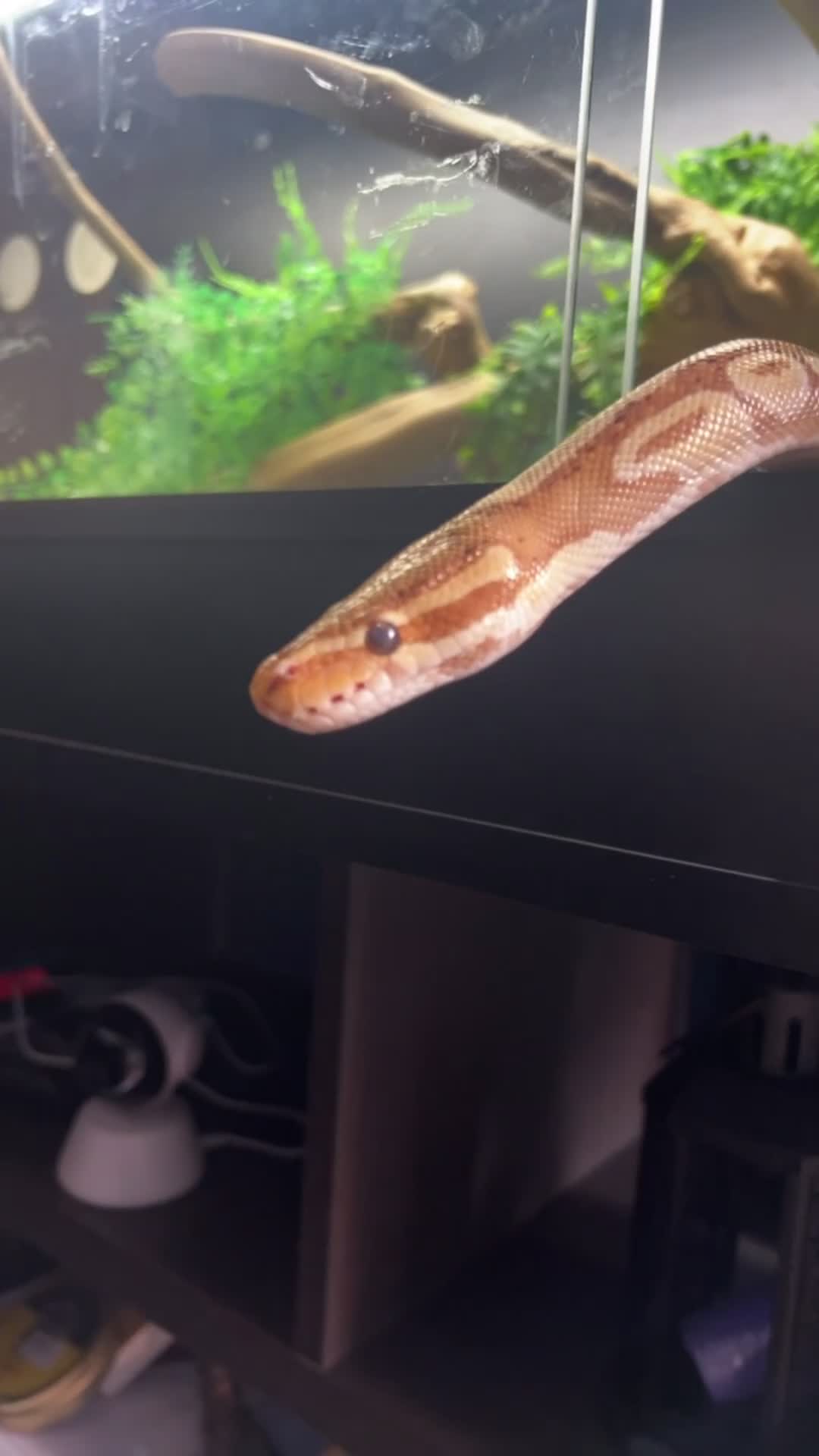 Python Snake reptiles for sale: Banana ball python  in Wirral - Video 1