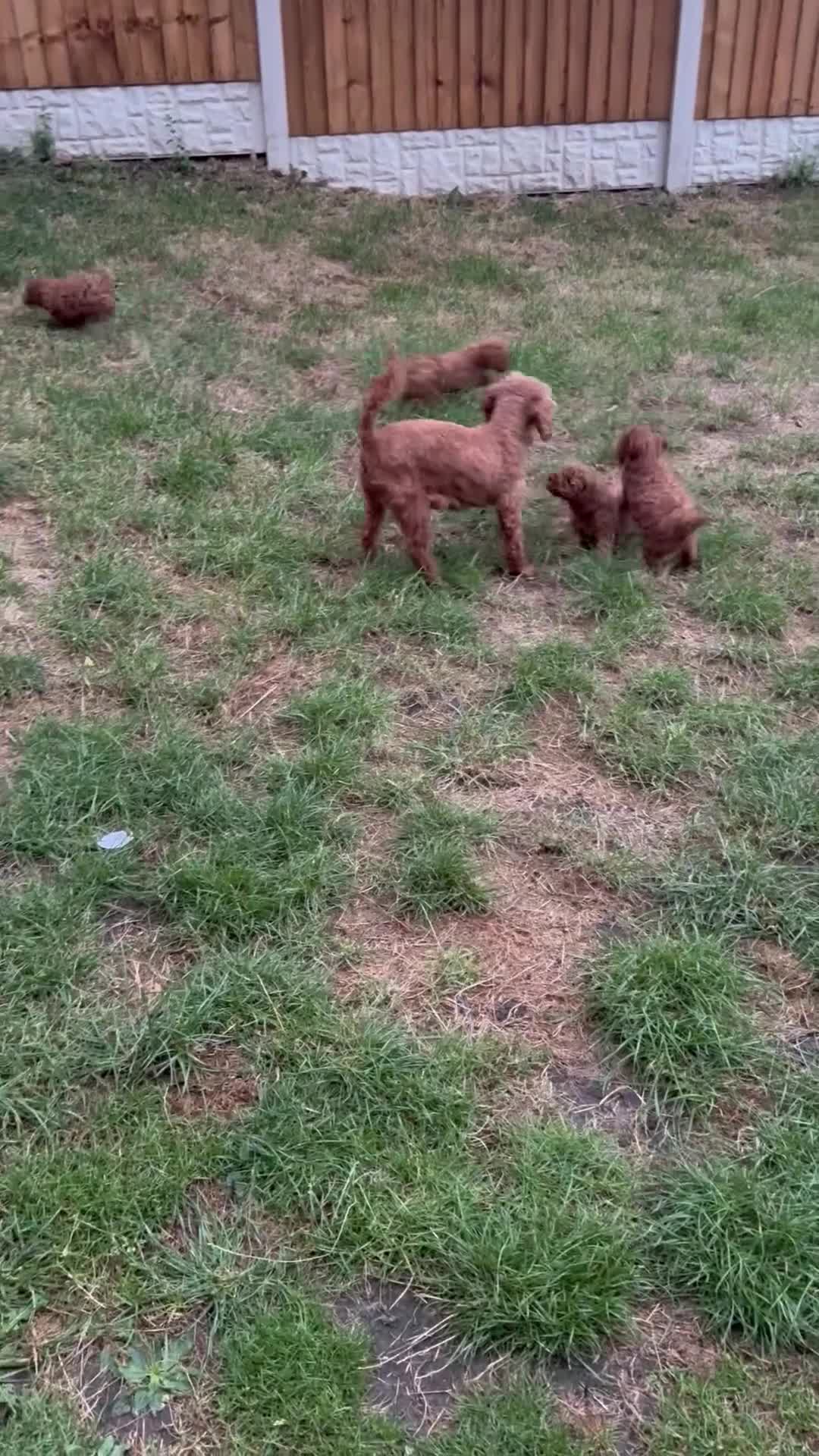 Miniature Poodle dogs for sale: Deep red kc reg miniture poodle puppy’s  - Video 1
