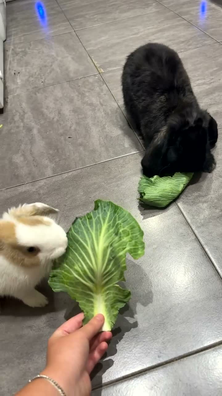 French Lop rabbits for sale: 2 BONDED FEMALE RABBITS in Teddington - Video 1