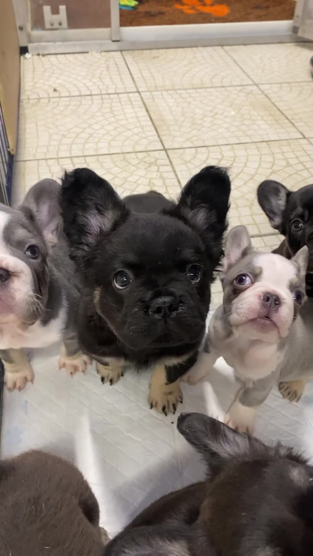 French Bulldog dogs for sale: French Bulldog puppies - Video 2