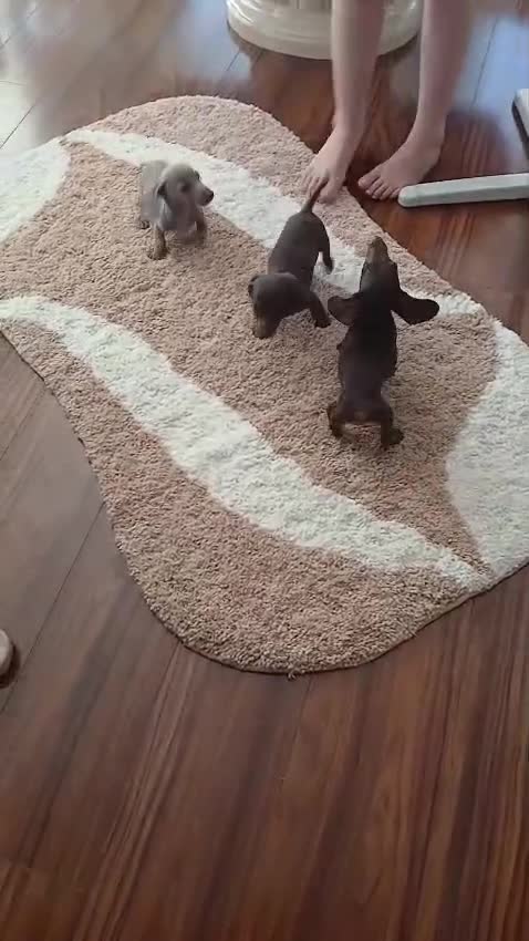 Dachshund dogs for sale: Gorgeous small dachshund puppies in Birmingham - Video 1