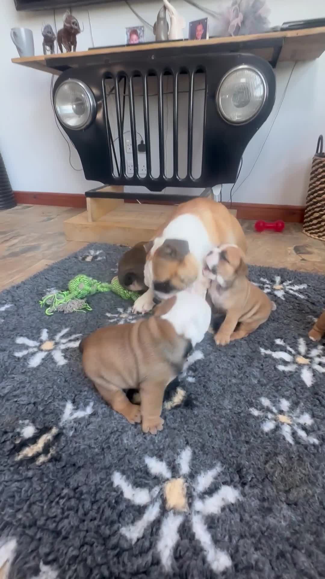 English Bulldog dogs for sale: Stunning red/white kc reg English bulldog puppies  - Video 4