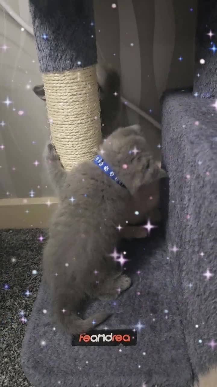 British Shorthair cats for sale: Pretty British shorthair  - Video 1