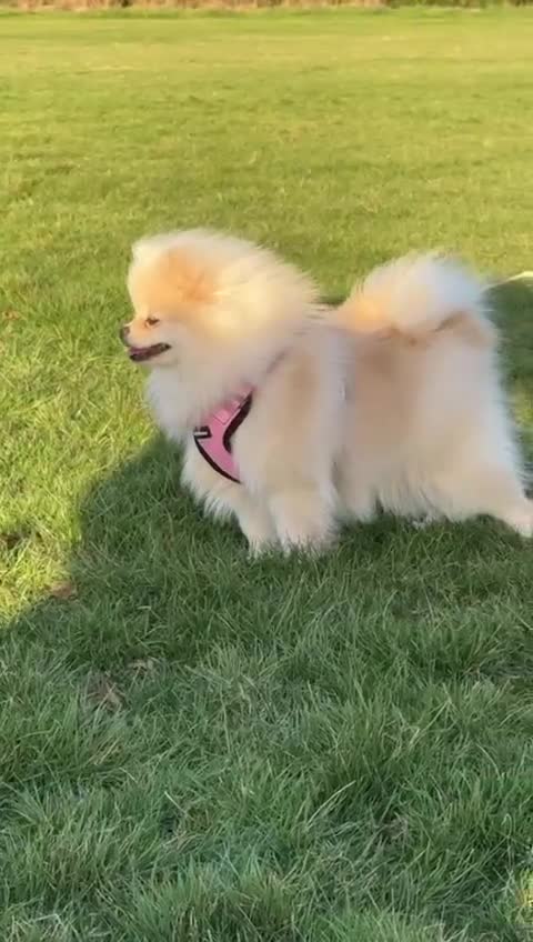 Pomeranian dogs for sale: Lovely Pomeranian Girl  - Video 2
