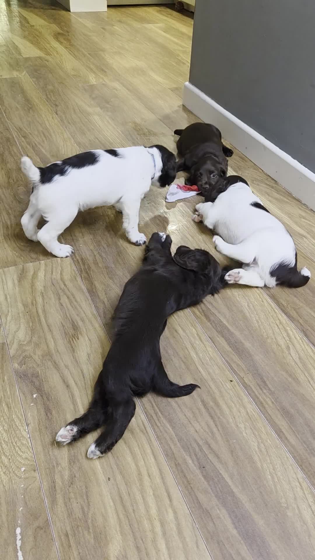 English Springer Spaniel dogs for sale: Beautiful Springers looking for forever homes in Burnham-on-Crouch - Video 1