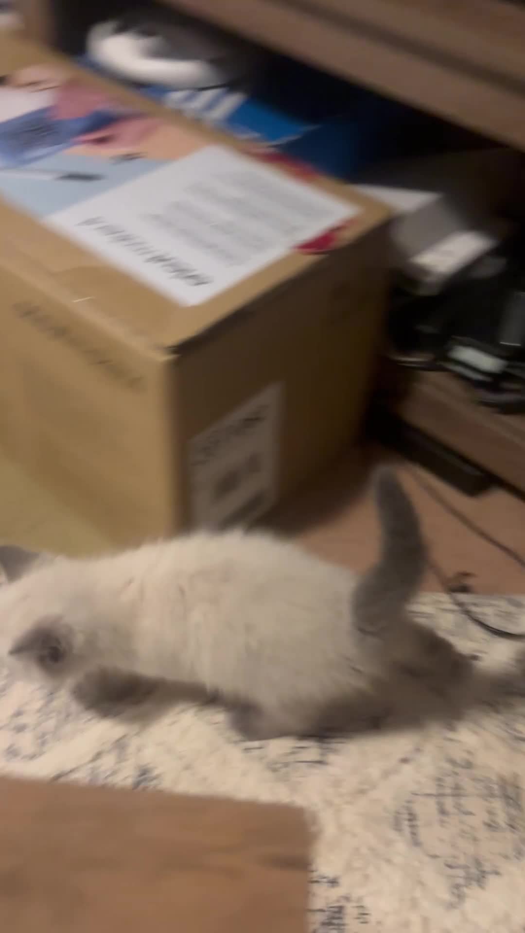 Ragdoll cats for sale: Cute ragdoll x silver tabby Angora - Video 1