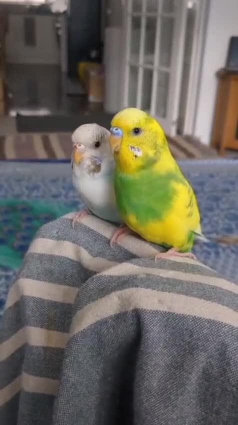 Budgerigars birds for sale: Budgies for Sale Many colours Cages Available  - Video 1