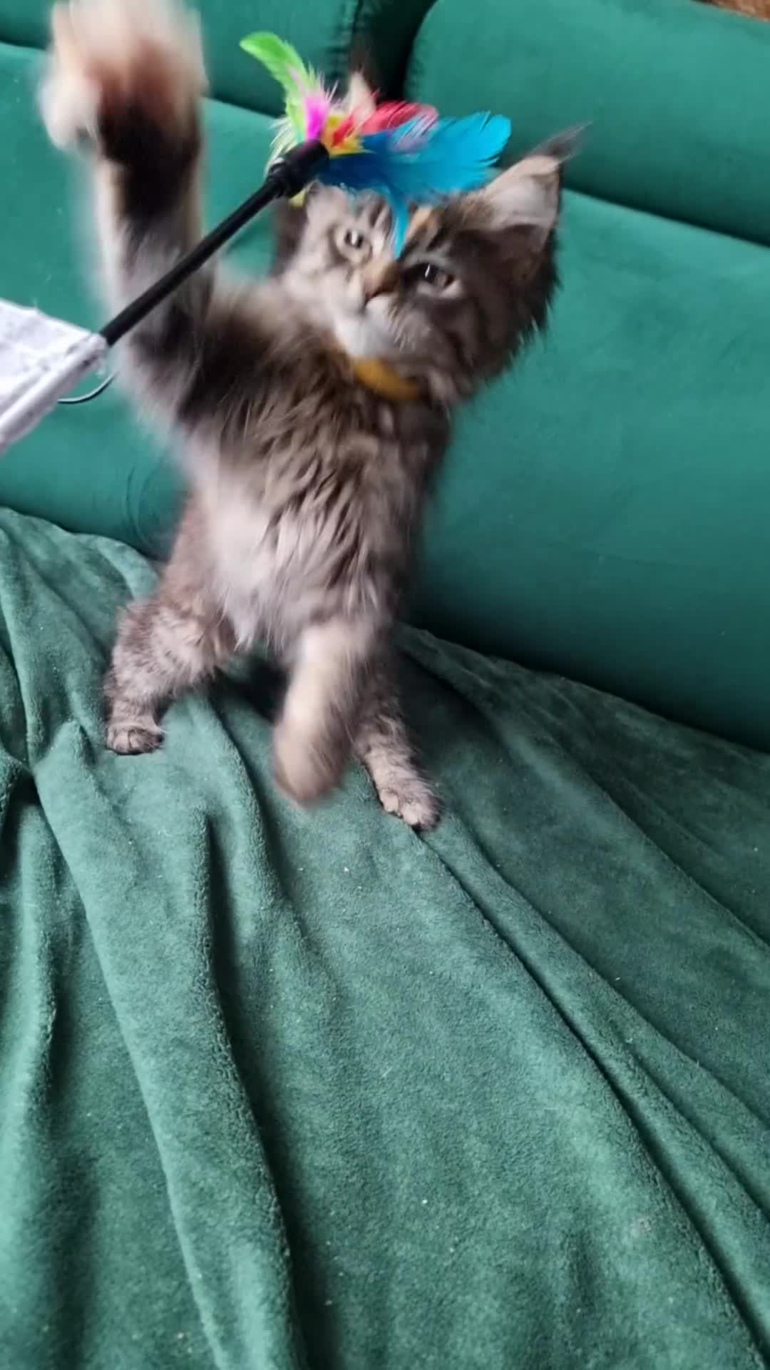 Maine Coon cats for sale: TICA REG. MAINE COON KITTENS  - Video 1