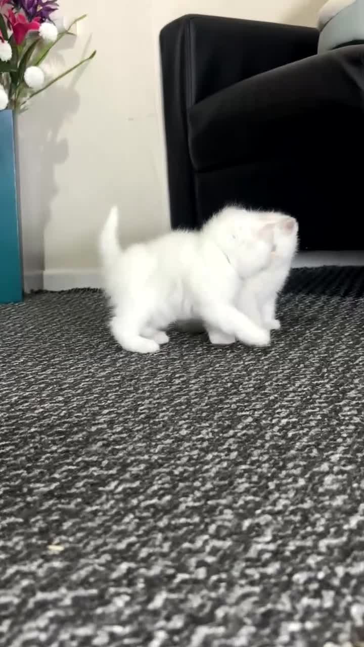 British Shorthair cats for sale: British shorthair cat - Video 2