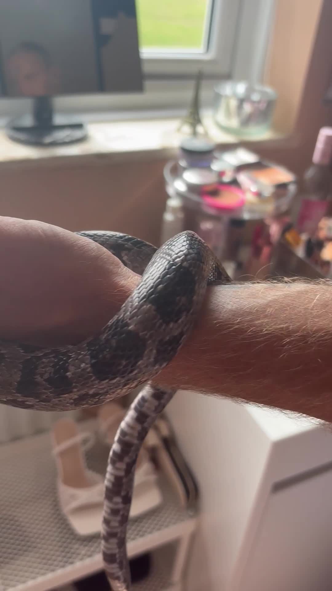 Corn Snake reptiles for sale: Corn snake for sale - Video 1