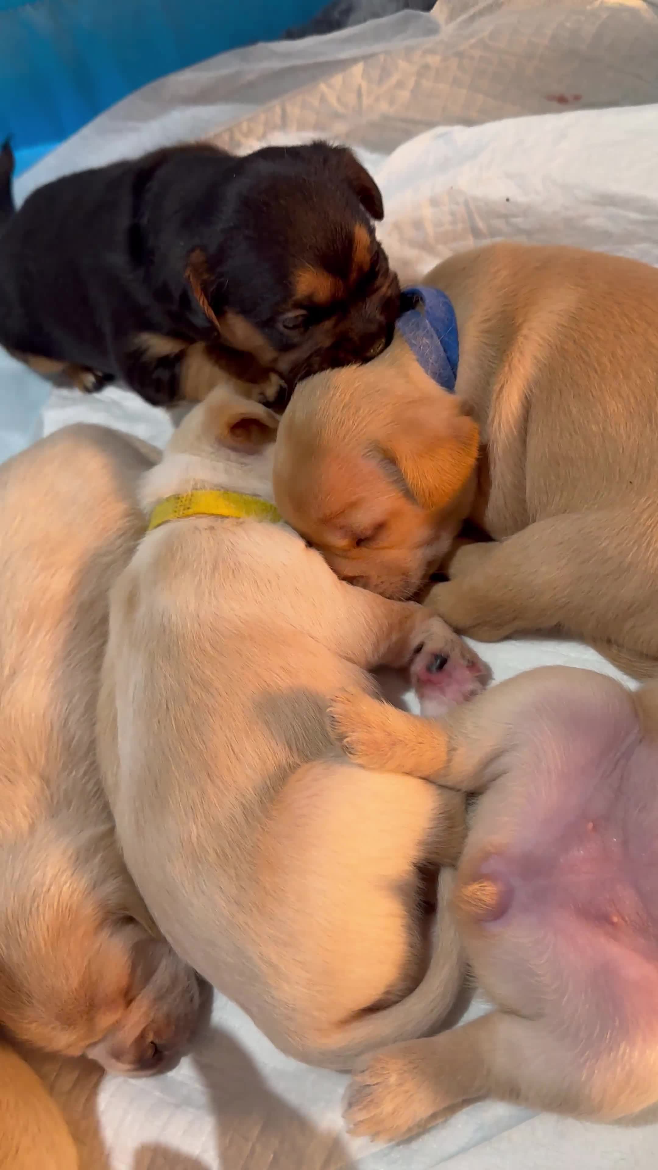 Mixed Breed dogs for sale: 🐶 Adorable F1 Frenchie x Cavapoo Pups 🐾 - Video 1