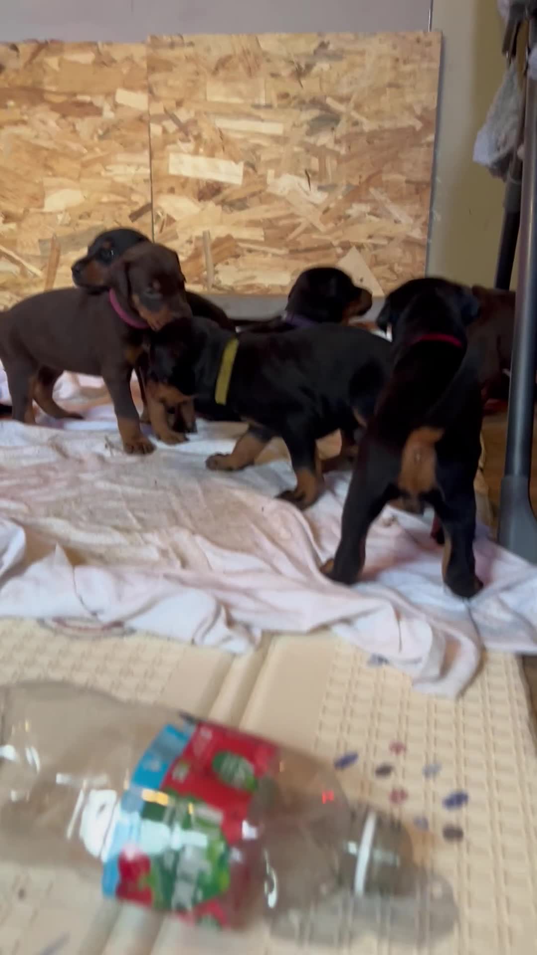 Dobermann dogs for sale: Dobermann puppies Champion bloodline, kc reg - Video 5