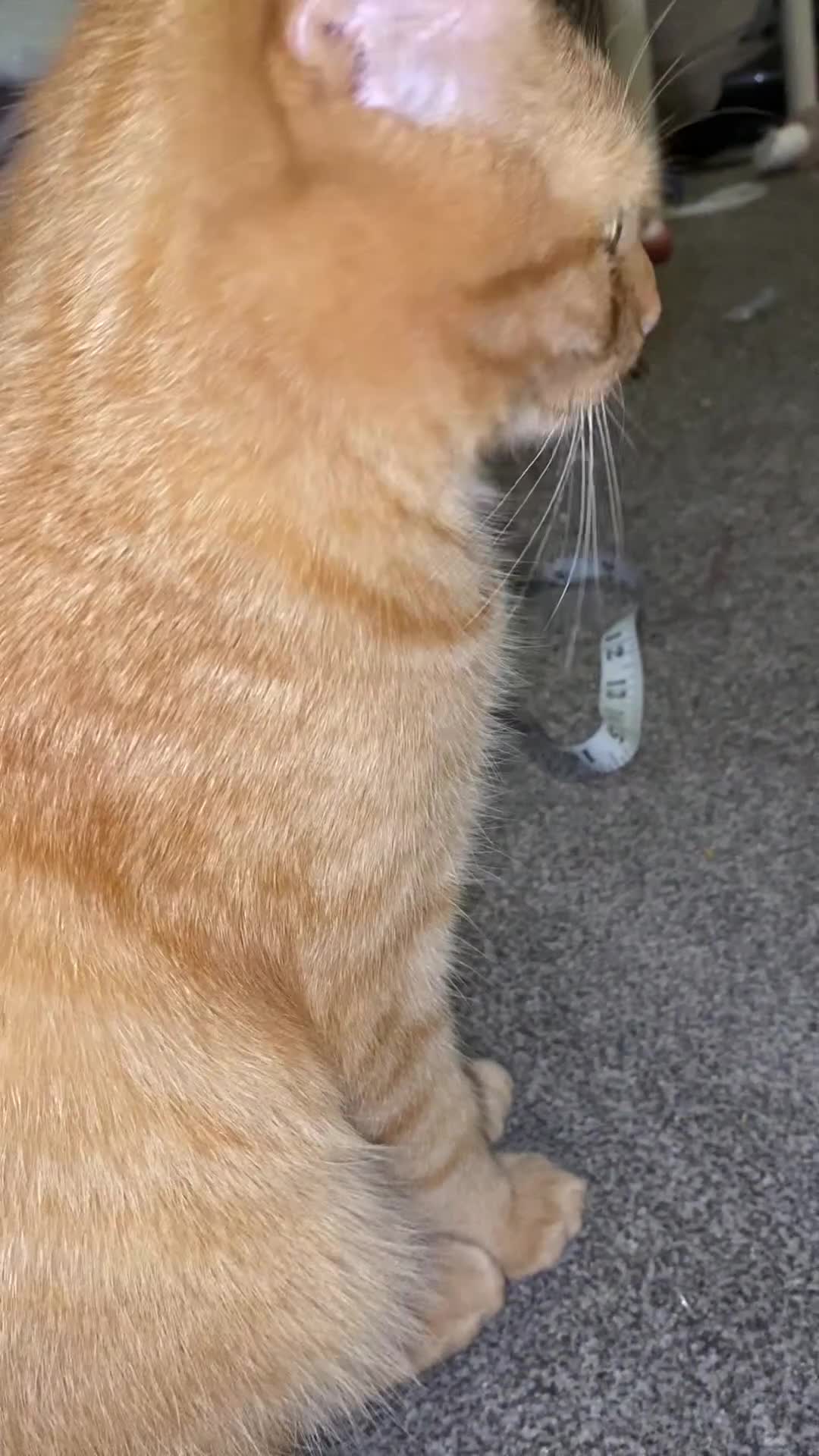 Mixed Breed cats for sale: 7 months microchipped male ginger mixed kitten - Video 1