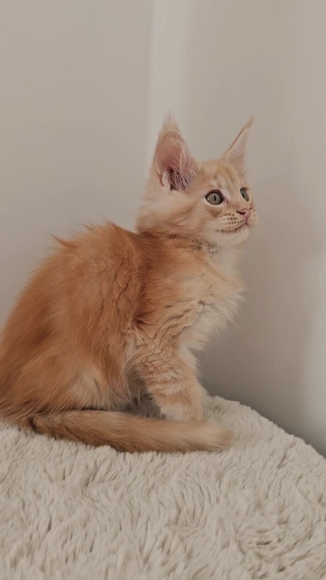 Maine Coon cats for sale: Stunning Maine Coon kittens  - Video 2