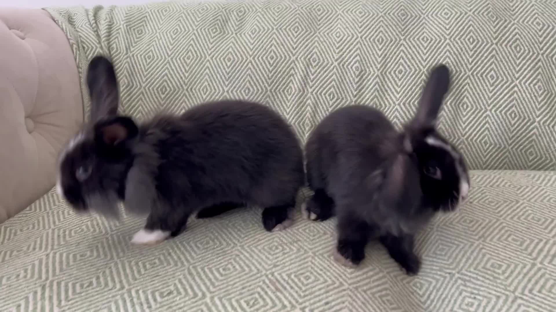Mini Lion Lop rabbits for sale: Adorable Mini Lion Lops - Video 2