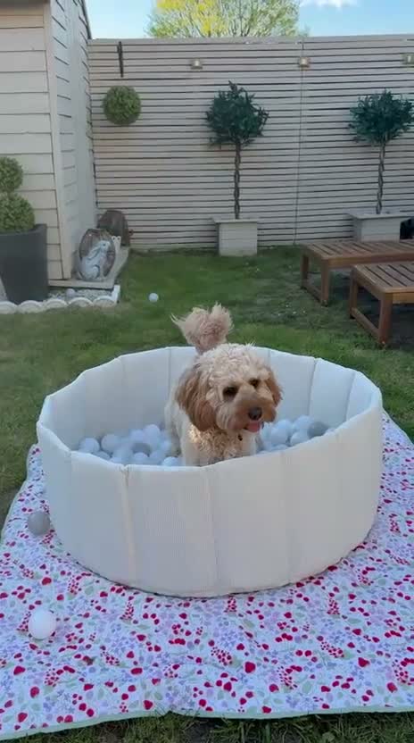 Cavapoo dogs for adoption: BEAR FOSTER TO ADOPT-Cornwall/Devon/SomersetBorder - Video 4