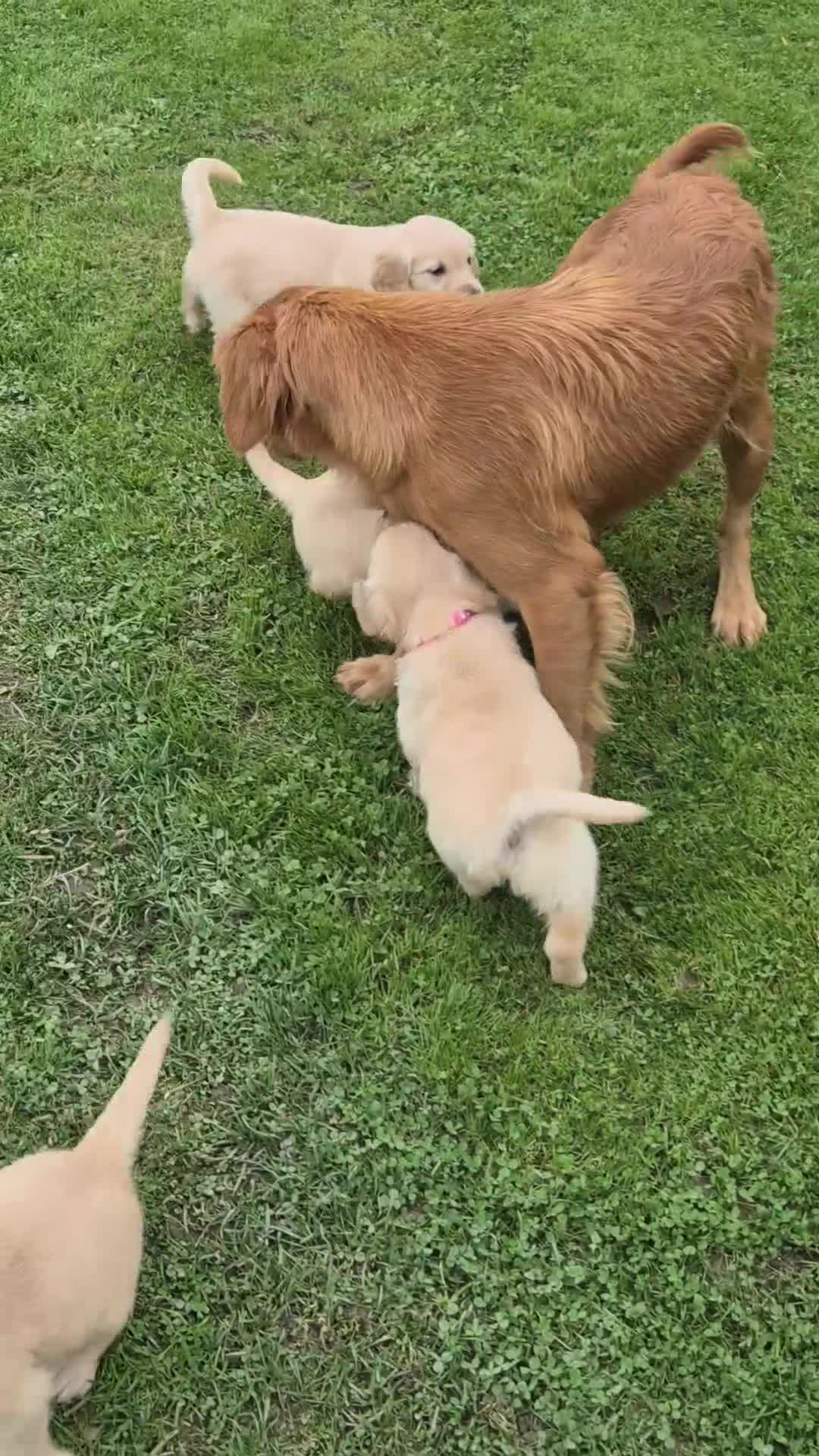 Golden Retriever dogs for sale: KC GOLDEN RETRIEVER PUPPIES  - Video 1
