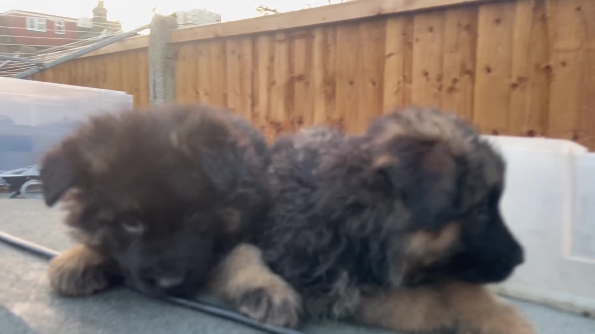 German Shepherd dogs for sale: German Shepherd puppies  - Video 1