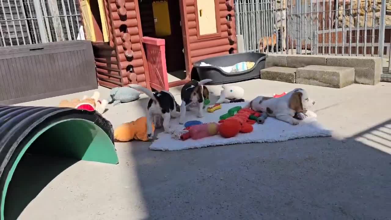 Beagle dogs for sale: Stunning KC Reg Beagle Pups - Ready Now - Video 5