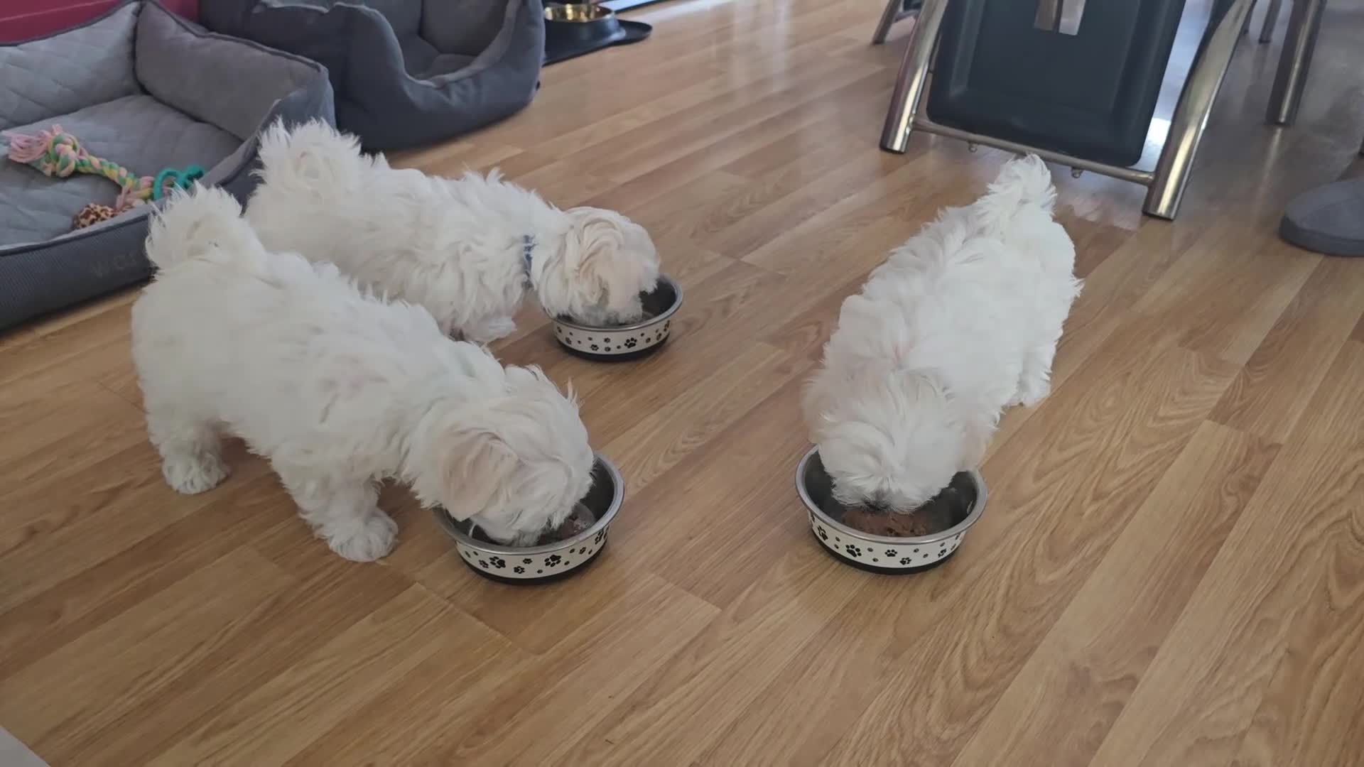 Maltese dogs for sale: Adorable Maltese Puppies for Sale - Video 2