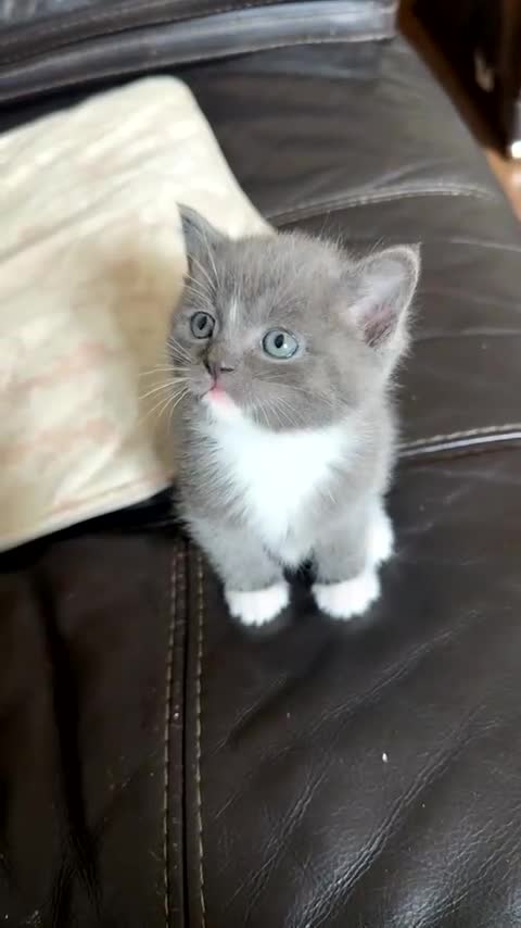 British Shorthair cats for sale: British shorthair kittens - Video 3
