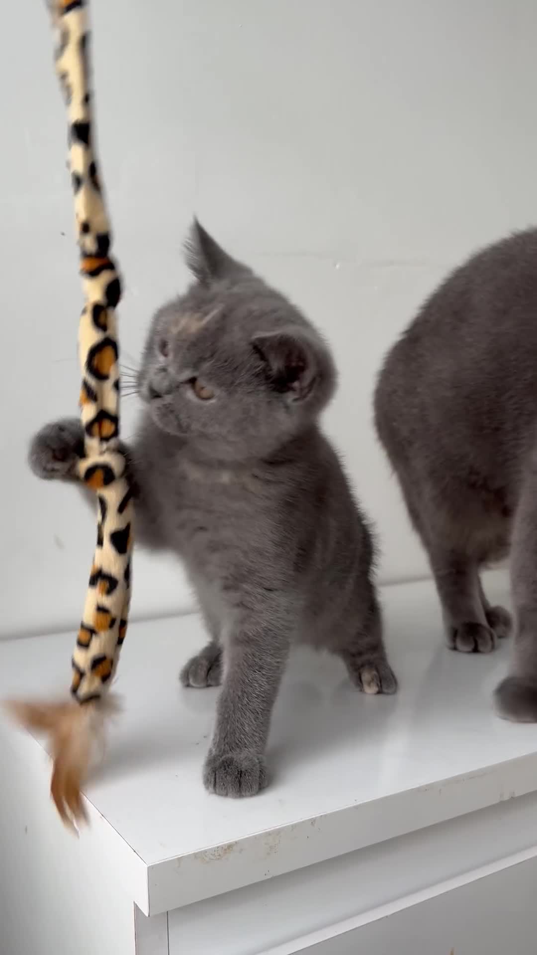 British Shorthair cats for sale: Pedigree British shorthair blue tortoise female - Video 3