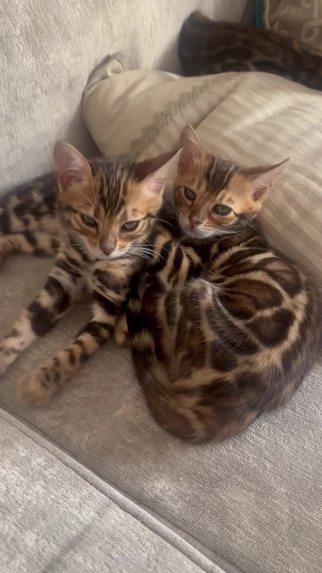 Bengal cats for sale: Pure bred Glitter Coat Bengal Kittens  - Video 3