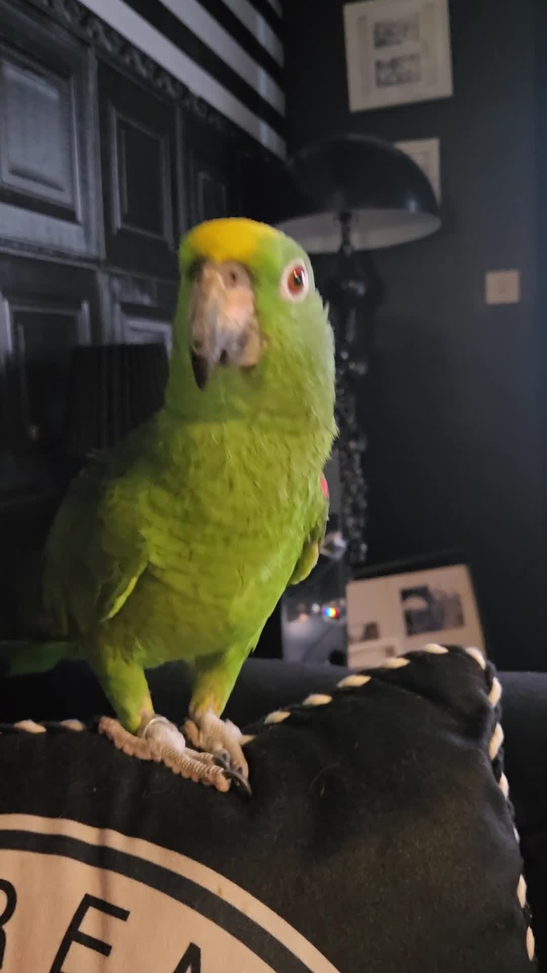 Parrots birds for sale: 2 year old Amazon - Video 1