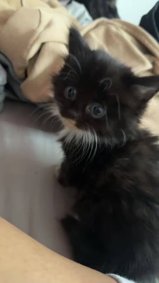 Mixed Breed cats for sale: Fluffy kittens - Video 1