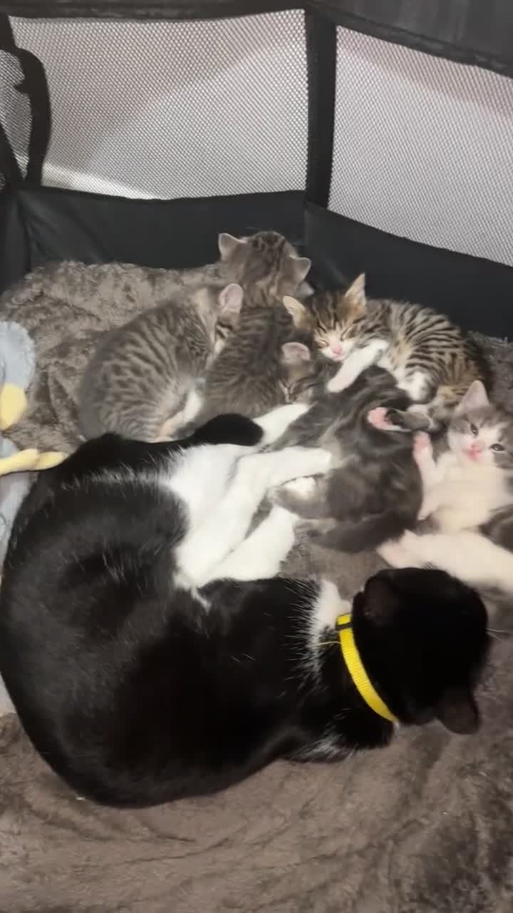 Domestic Shorthair cats for sale: 4 beautiful kittens for sale  - Video 2