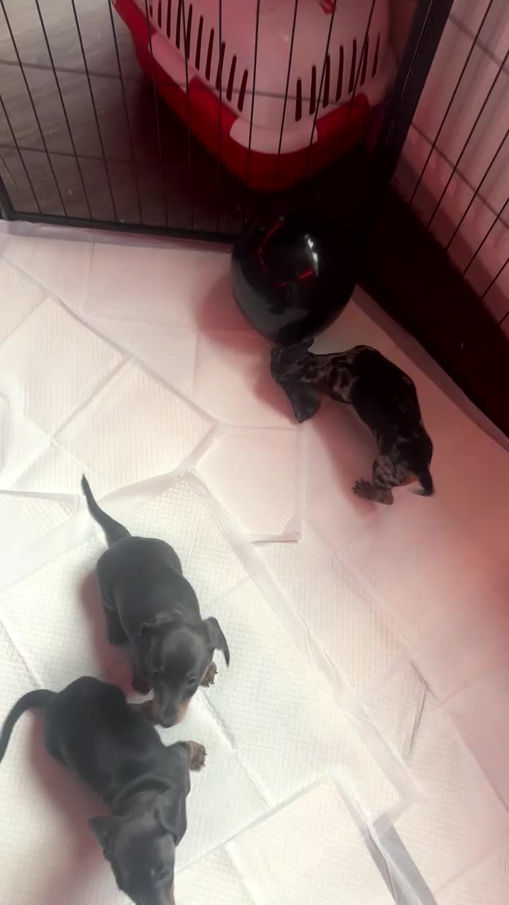 Miniature Dachshund dogs for sale: 2 miniature girl dachshunds blue and tan  - Video 1