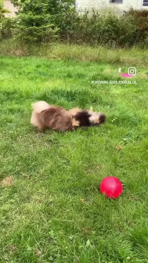 Pomeranian dogs for stud: Black and Tan super coat boy for stud in Lanark - Video 3