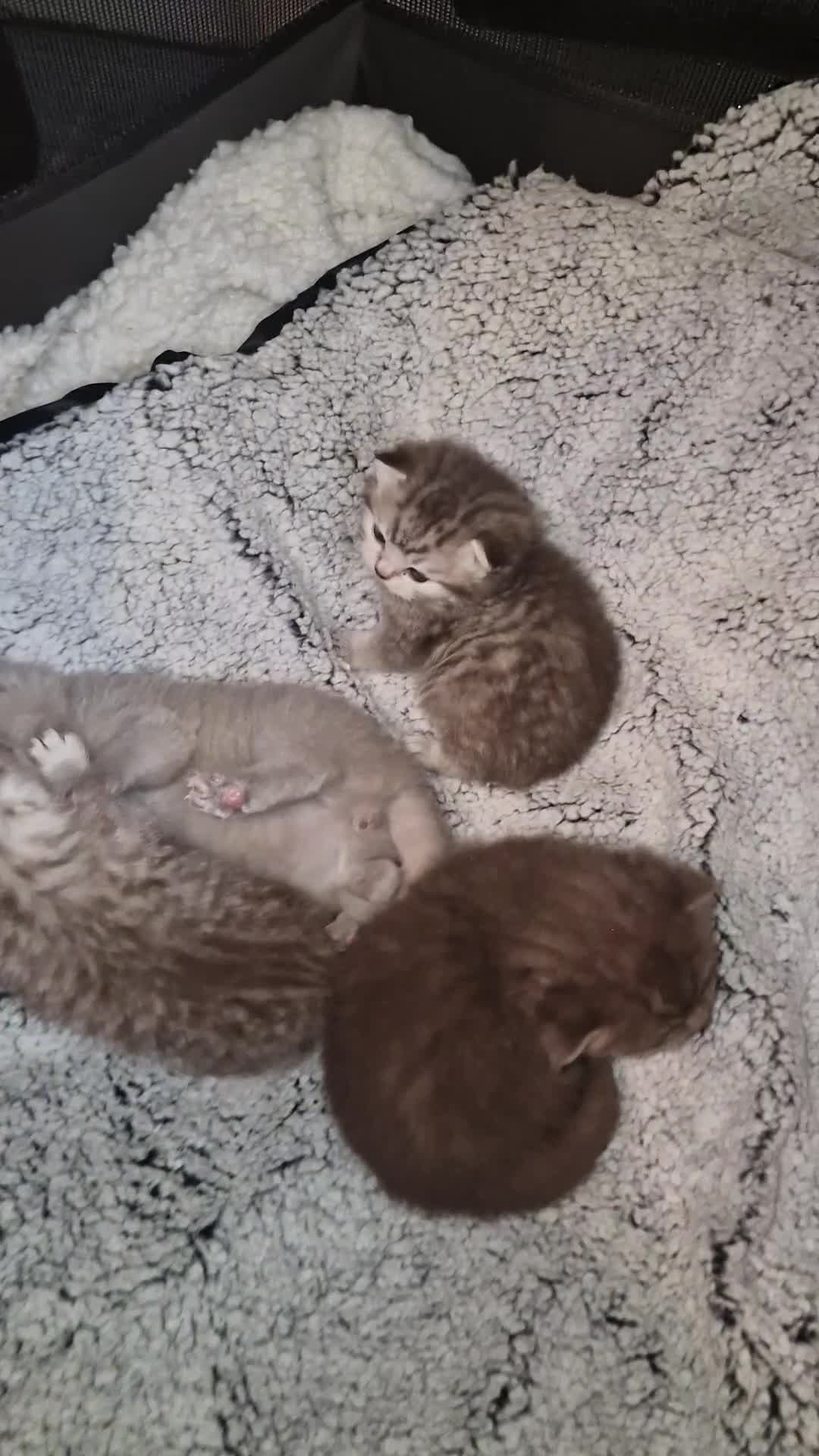 Scottish Fold cats for sale: Stunning TICA Registered Babies - Video 2