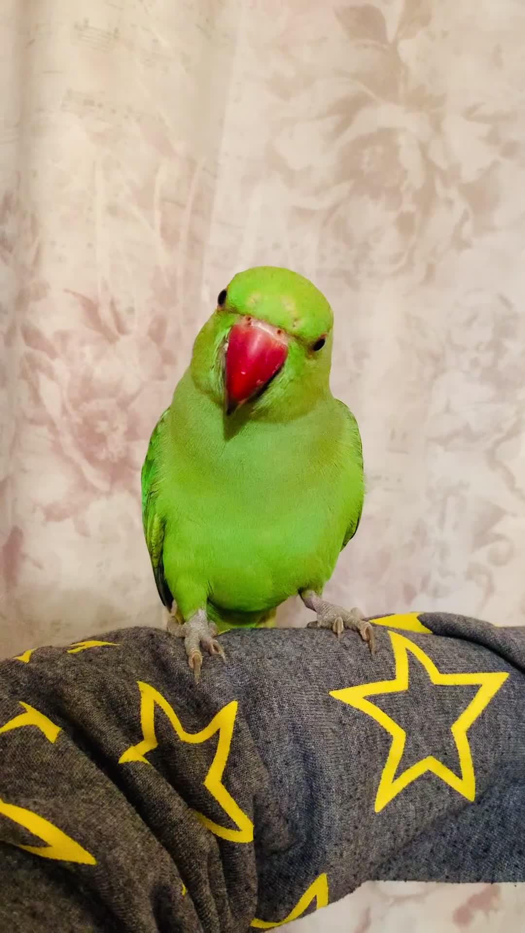 Ringnecks birds for sale: Hand Tamed/Untamed Gorgeous Ringneck for sale - Video 1