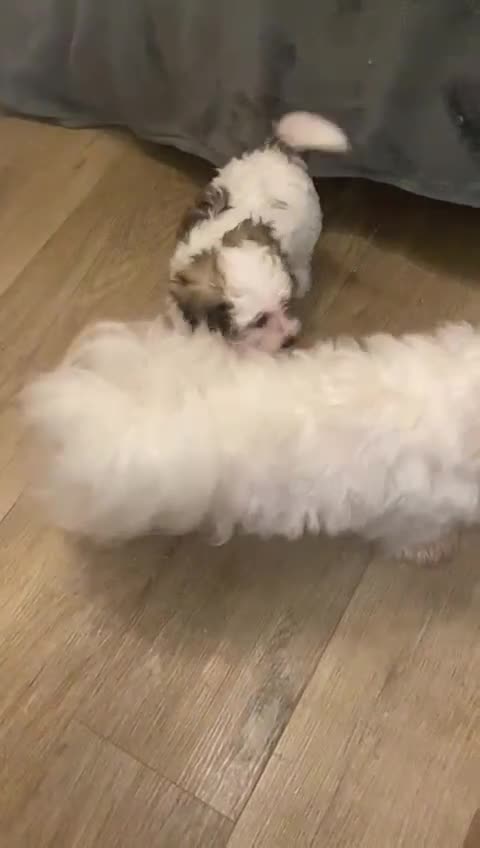 Maltipoo dogs for sale: Tiny Girl Parti Maltipoo Puppy - Video 1