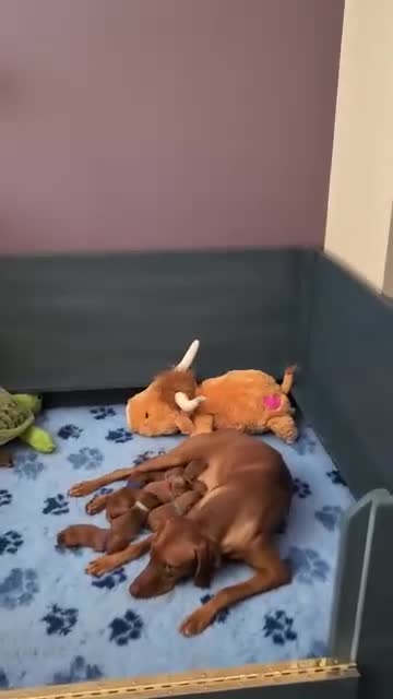 Hungarian Vizsla dogs for sale: Vizsla Puppies Looking for Their Forever Homes 🐾 in Saint Asaph - Video 2