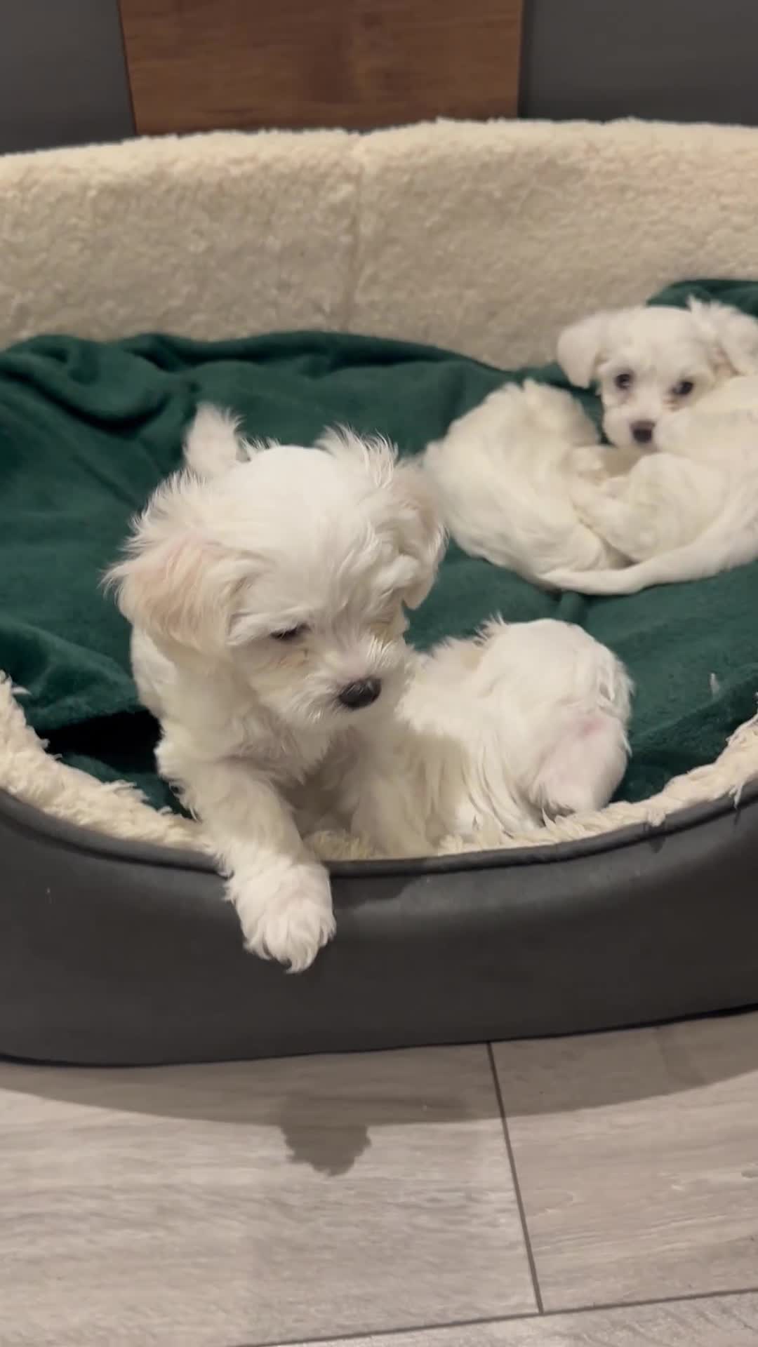 Mixed Breed dogs for sale: Mixed puppies for sale - Video 1