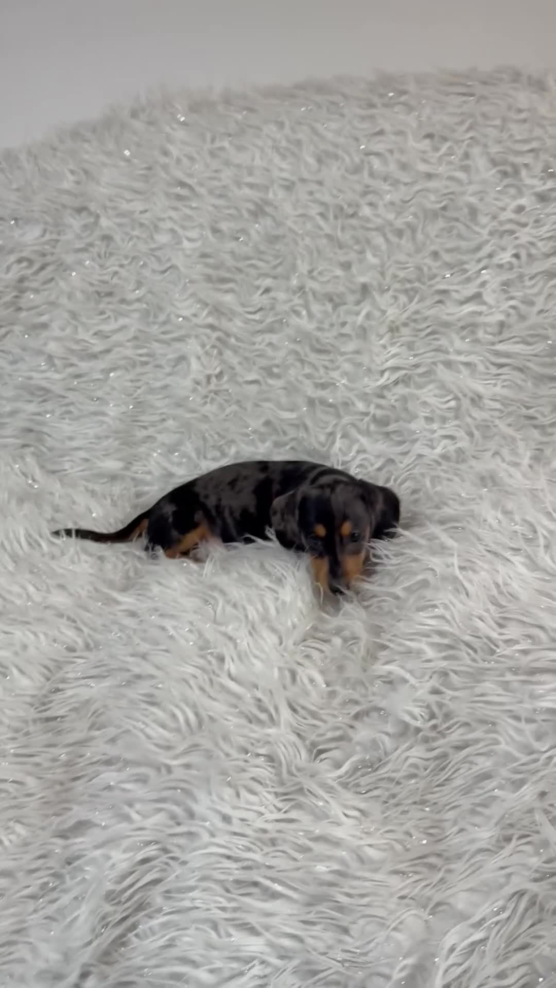 Miniature Dachshund dogs for sale: Miniature Daschund 🤏🏽 💖pink💖 - Video 3