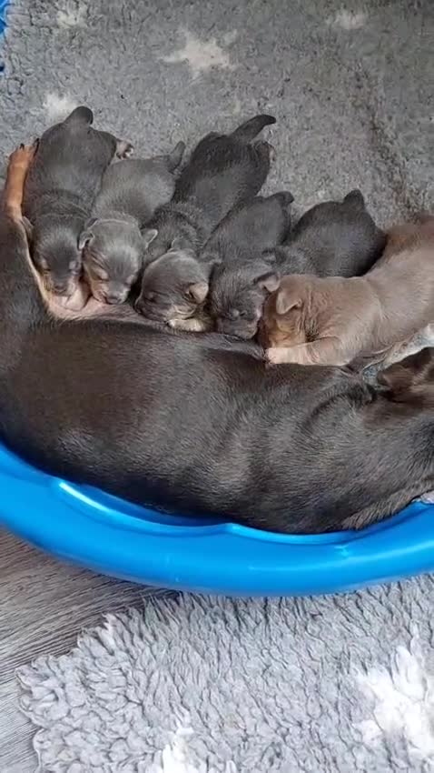 Jack Russell dogs for sale: Lilac/Blue Jack Russell puppies  in Hornchurch - Video 1