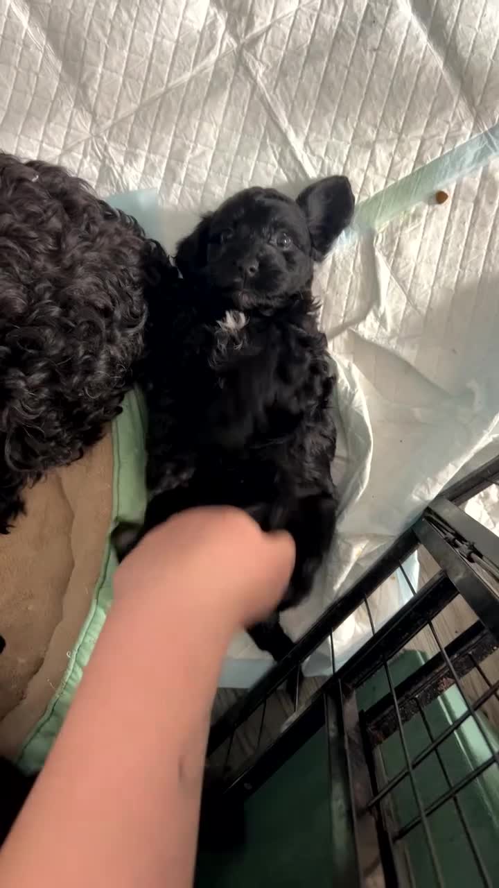 Mixed Breed dogs for sale: Cockalier-poo READY TO LEAVE  - Video 1