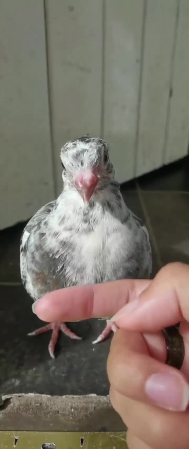Pigeons birds for sale: Pigeons [Semi Hand-Raised] - Fancy & Racing Breeds - Video 1