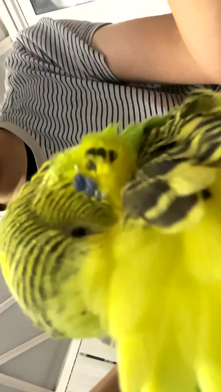 Budgerigars birds for sale: 🐦 Tame English Budgie + Full Setup (3yr Old Male) - Video 5