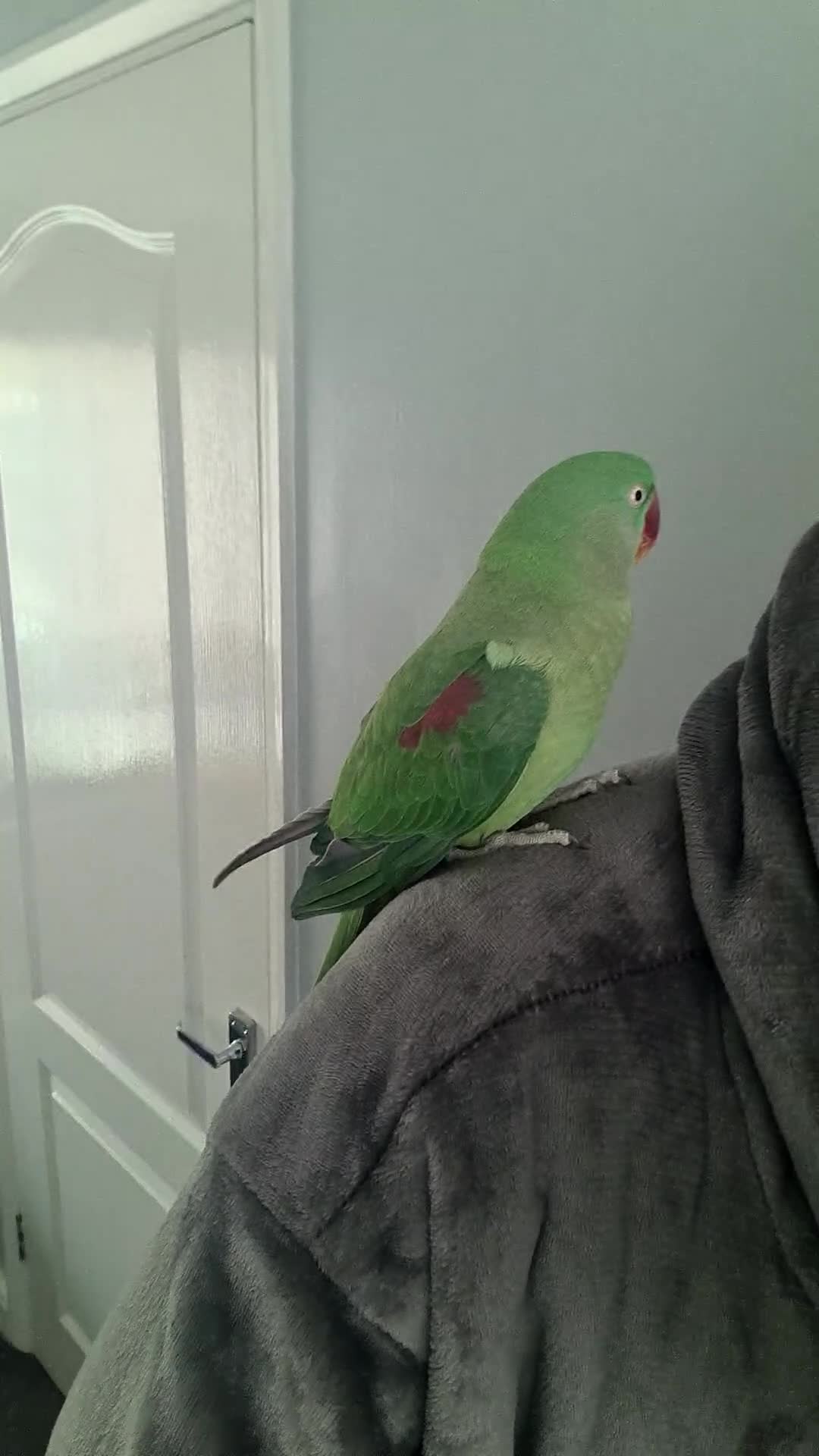 Parrots birds for sale: Hand Tame Alexandrine - Video 1