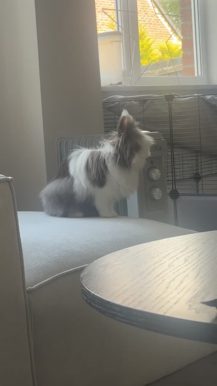 Lionhead rabbits for sale: Two Double main lionheads  - Video 2