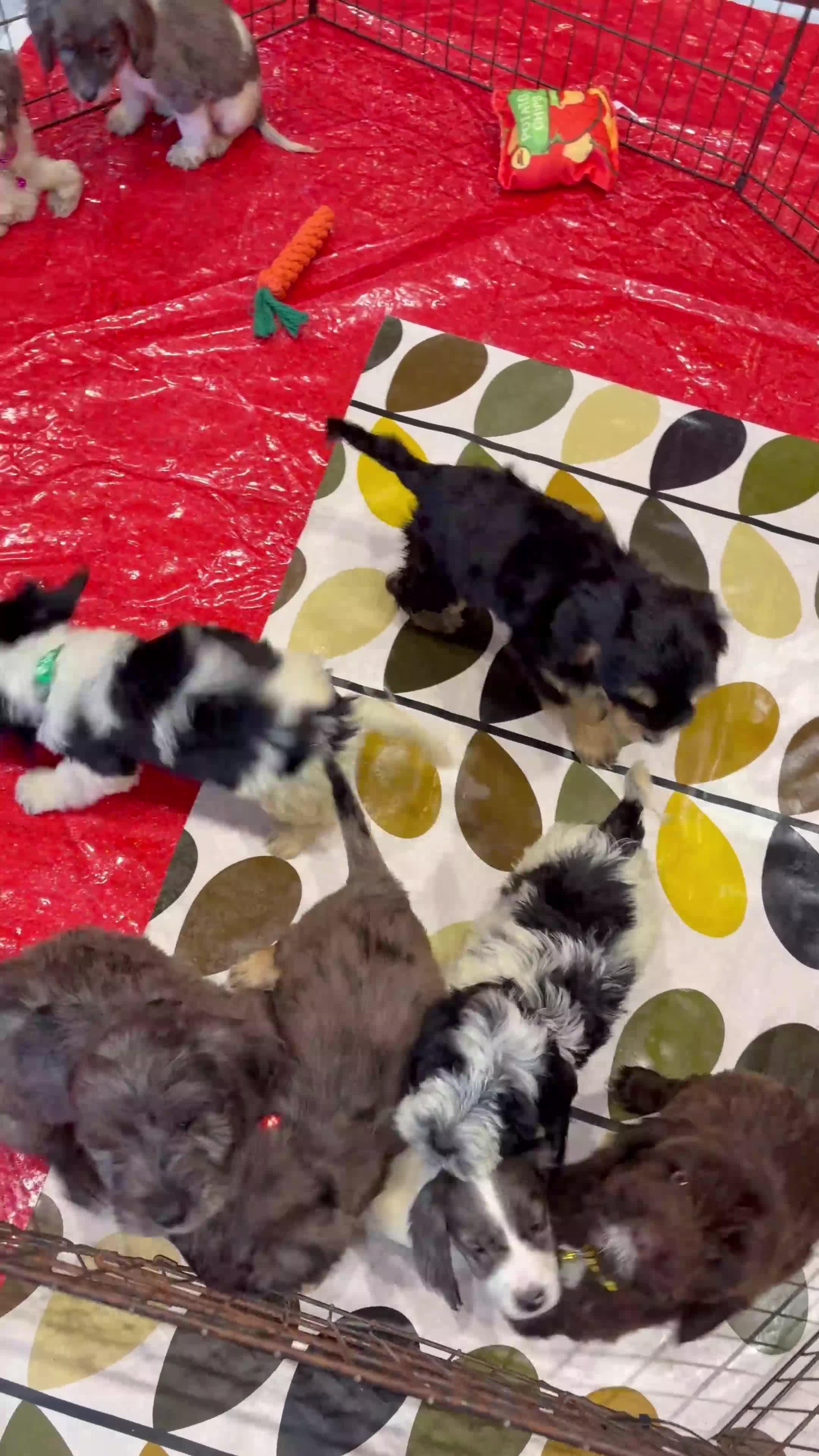 Cockapoo dogs for sale: Stunning unique cockapoo puppies ready now - Video 1