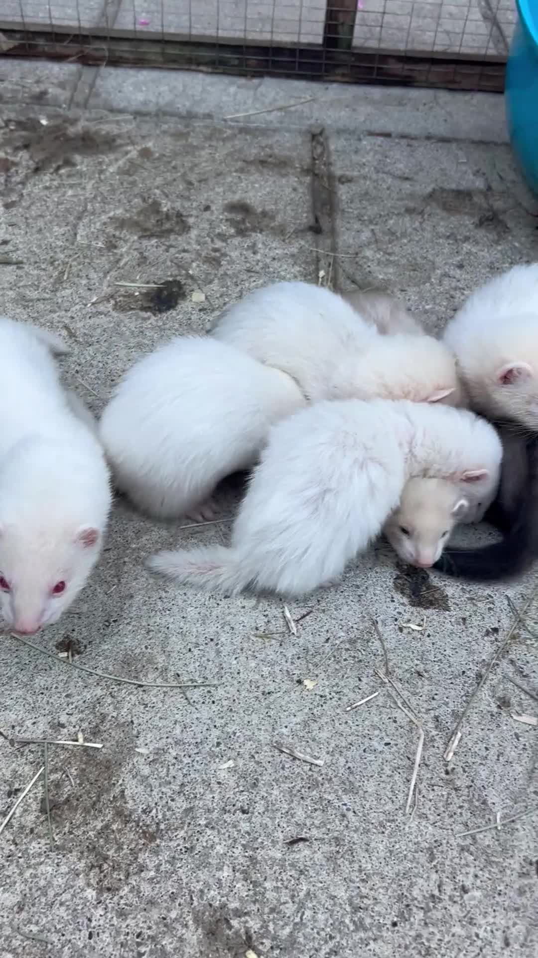 Ferret rodents for sale: Hobs for sale  - Video 1