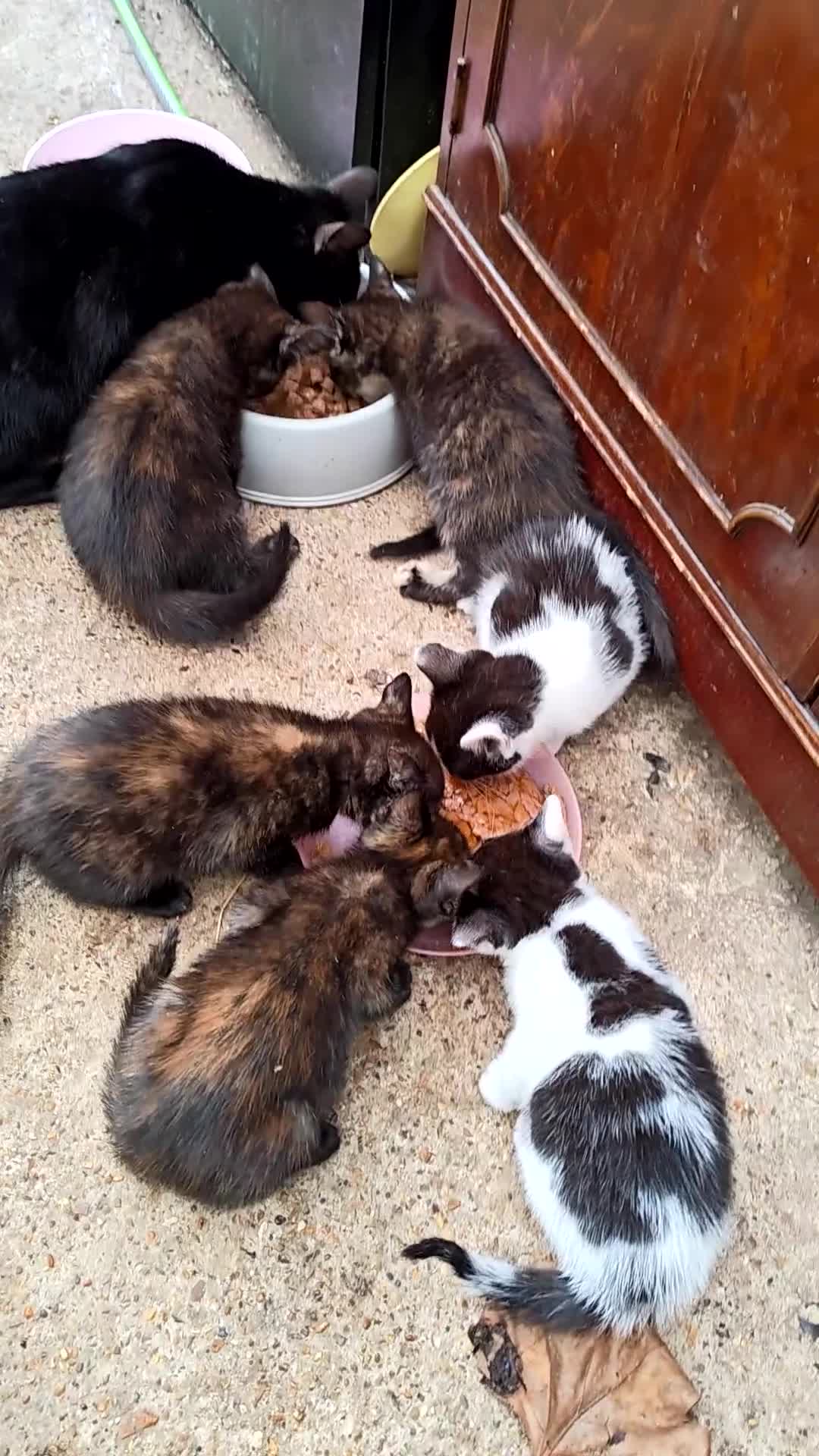 Domestic Shorthair cats for sale: Sale cat in Feltham - Video 1