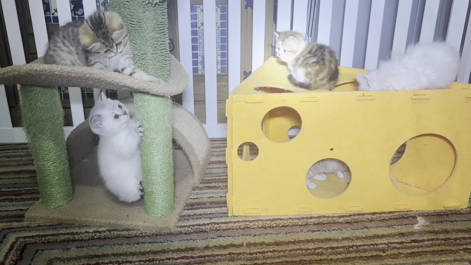 Munchkin cats for sale: ✨ Adorable TICA Registered Munchkin Kittens ✨ - Video 1